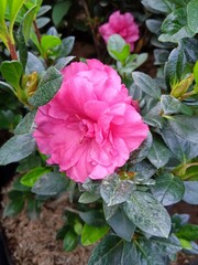 pink rose bush or Queen of sheba peony pink
