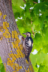Female Syrian woodpecker, Dendrocopos syriacus, sits on a tree trunk.