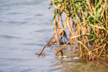 Common sandpiper, Actitis hypoleucos, flying over lake water
