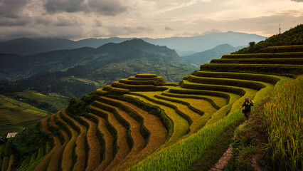 Rice fields on terraced in Muchangchai, Vietnam Rice fields prepare the harvest at Northwest Vietnam.Vietnam landscapes.