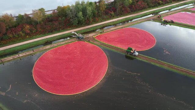 Cranberry marshes are ready for harvest in central Wisconsin.