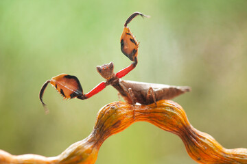 Mantis and Fern, two beautiful couple