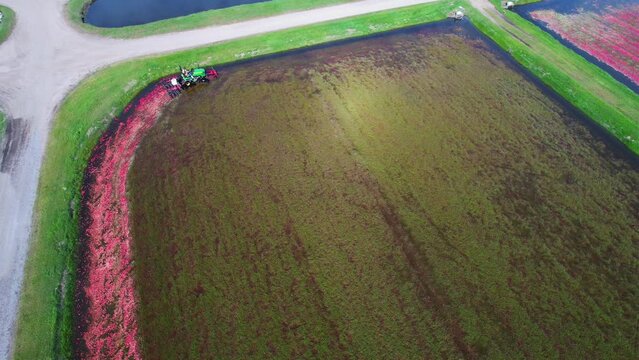In central Wisconsin, a harrow tractor mows a cranberry marsh and knocks cranberries off the vine allowing the ripe cranberries to float to the water's surface.