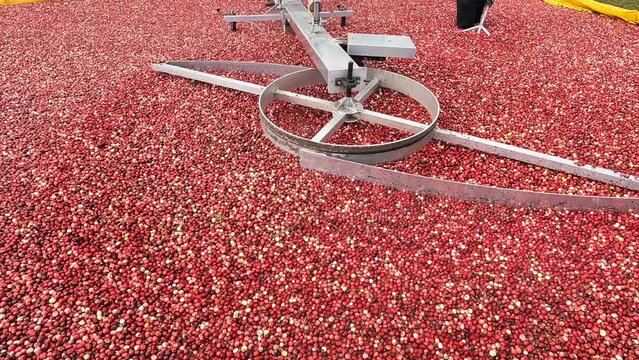 A berry pump moves cranberries from the marsh into a separator to be cleaned and transported.