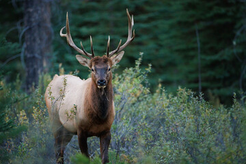 A front photo of a bull elk standing in the forest