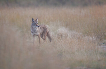 A coyote photographed from the front with its head turned to the side standing in a field
