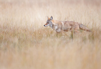 A side view of coyote passing through a field
