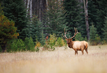 A landscape of a bull elk standing at the edge of a forest in a meadow