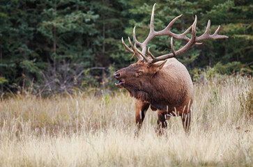 Naklejka na ściany i meble A bull elk with its head down low bugling while standing in a meadow