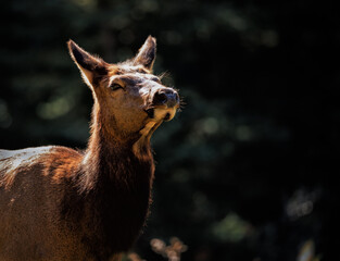 A female cow elk 3/4 shot from the front backlit against a dark background of evergreen trees
