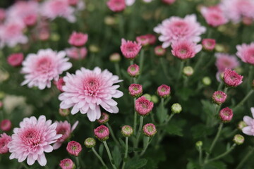 small flowered chrysanthemum/소국