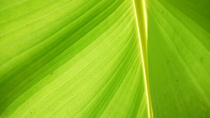 background Close up banana leaf green banana leaf background abstract