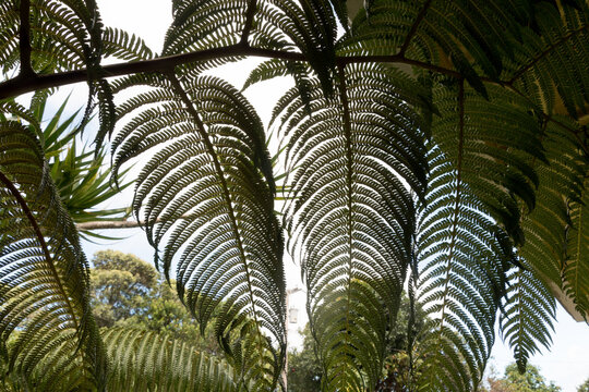 &lsquo;Ama'u ferns near Hilo Forest Reserve
