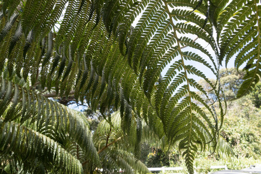 &lsquo;Ama'u ferns near Hilo Forest Reserve