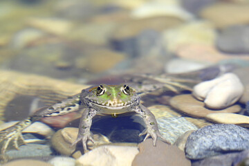 Nahaufnahme eines Wasserfrosches in seinem Lebensraum Teich
