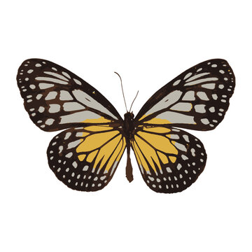 white black yellow butterfly vector isolated on transparent background