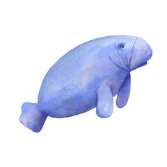 Marine animal manatee. Watercolor illustration isolated on white background