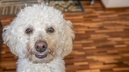 Perro pequeño y peludo de color blanco mirando hacia cámara con una expresión de felicidad. Ojos expresivos - obrazy, fototapety, plakaty