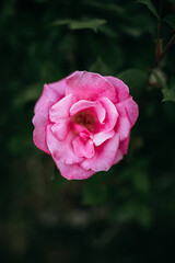 pink rose in garden