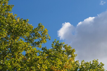 Drzewo i biała chmura na tle niebieskiego nieba jesienią