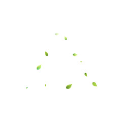 Leaves Green Falling Flying Foliage Leaf Tea Mint