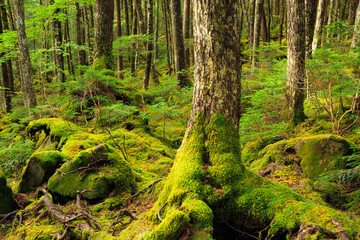 Fototapeta premium moss on a tree in the forest