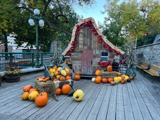 Pumpkins (the symbol of Halloween)