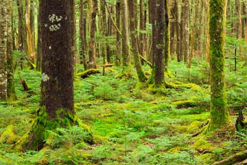 moss on a tree in the forest
