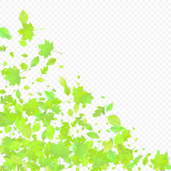 Leaves Falling Spring Flying Foliage Green Leaf