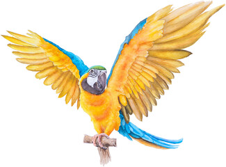 Bird parrot Macaw hand paint watercolor © wirakorn