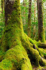moss covered tree trunk