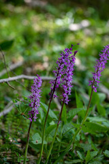 Orchis mascula flower growing in meadow, close up	