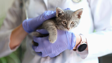 Female veterinarian holding grey striped kitten in hands