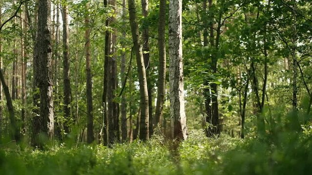 Sunny day in the middle of beautiful, green forest, slow motion