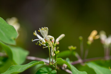 Lonicera xylosteum flower growing in meadow, macro