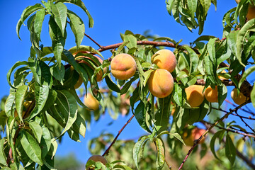 Weinbergpfirsich oder Aprikose (Prunus armeniaca) oder Marille, Früchte hängend am Baum bei blauem Himmel,