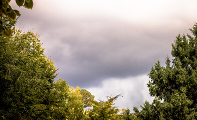 Dark Clouds and Trees