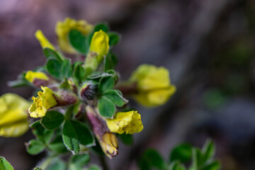 Fototapeta premium Cytisus hirsutus flower growing in forest, close up 