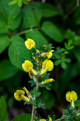 Cytisus hirsutus flower growing in forest, close up	