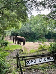 Elephants Safari 