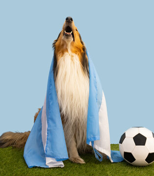 Collie dog with argentina flag and soccer ball
