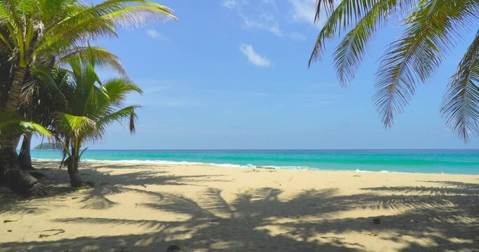 Coconut tree on beach sea blue sky background
