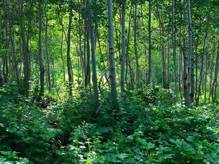 green forest in spring