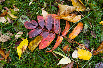 Wet fall coloured leaves on green grass. Autumnal background.