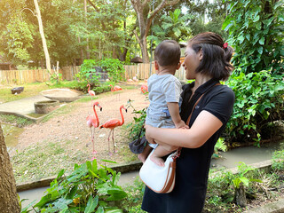 Baby and mom are happily watching pink flamingos in the zoo. © อาทิตย์ ท้วมตะเคียน