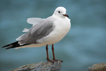 Hartlaub's gull or king gull (Chroicocephalus hartlaubii). Kleinmond, Whale Coast, Overberg, Western Cape, South Africa.