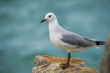 Hartlaub's gull or king gull (Chroicocephalus hartlaubii). Kleinmond, Whale Coast, Overberg, Western Cape, South Africa.