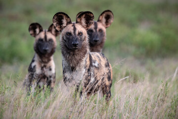 African wild dogs