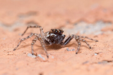 Male Menemerus semilimbatus spider staring from a wall