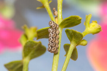 Eggs of Eurydema ventralis shield bug on a green plant under the sun